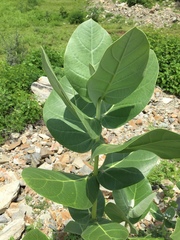 Calotropis