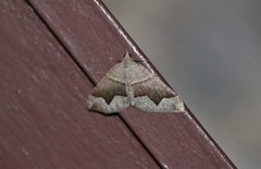 Scotopteryx moeniata