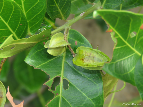 Foto de Molungu-do-cerrado