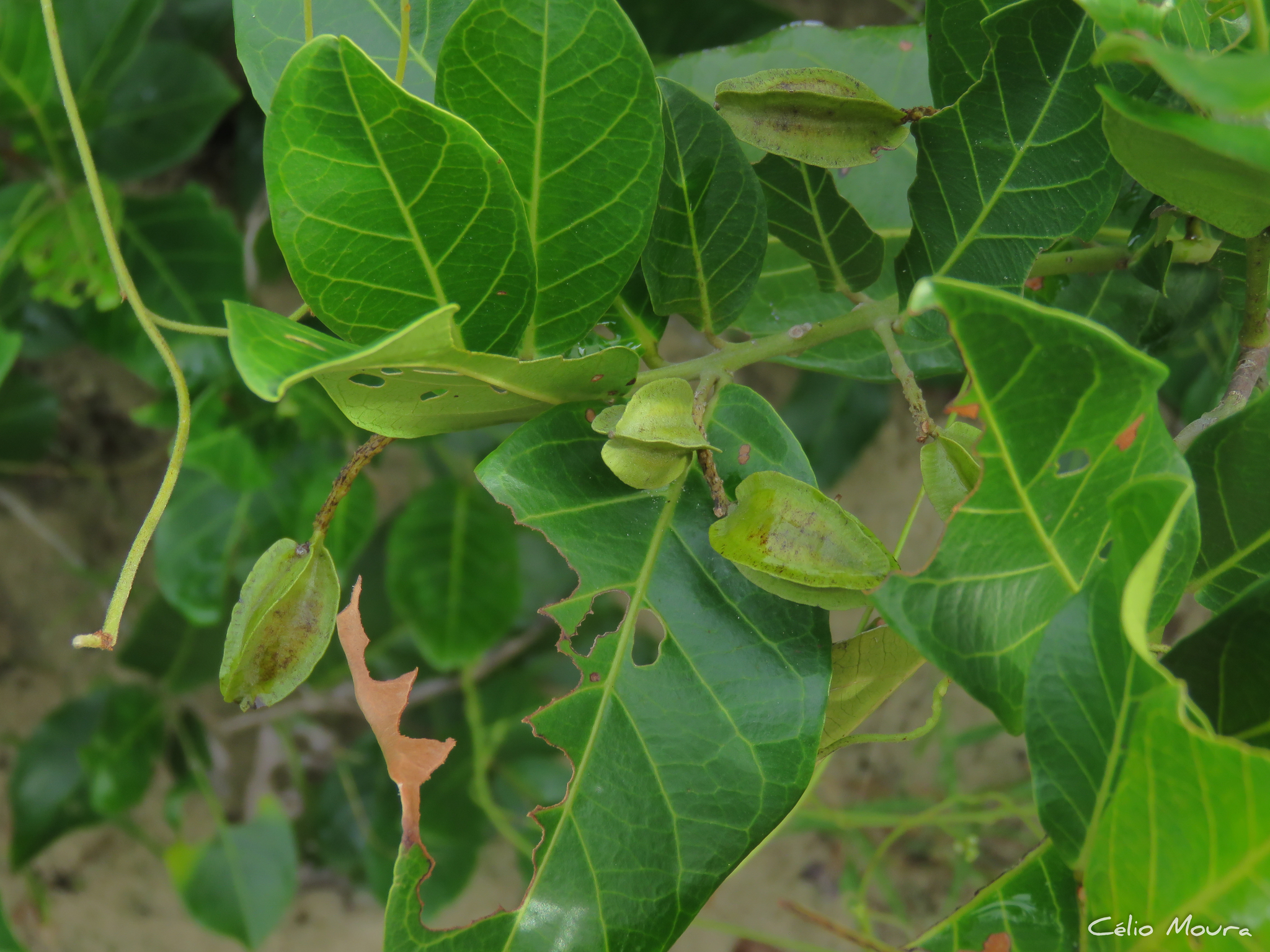 Imagem de Molungu-do-cerrado
