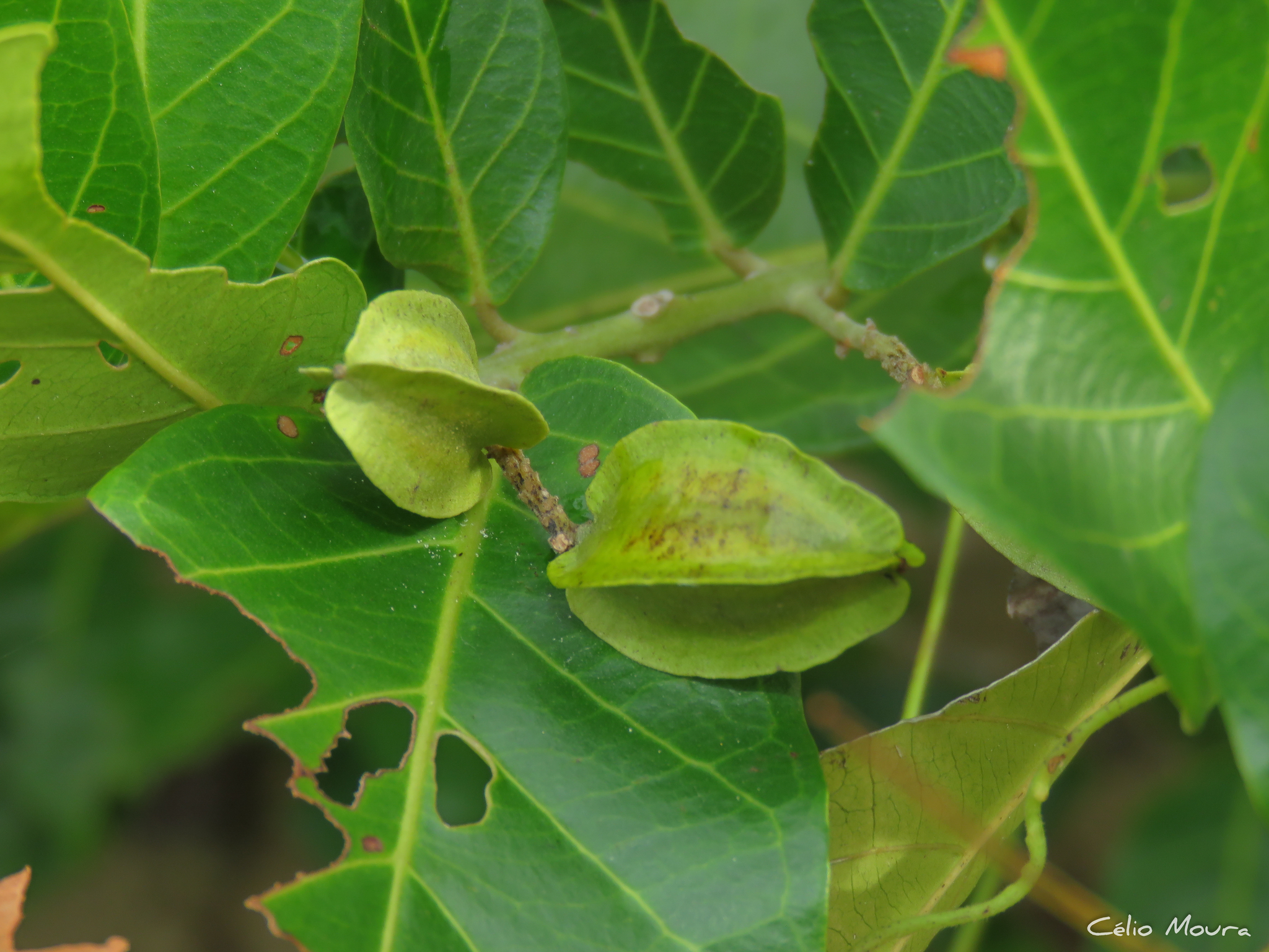 Imagem de Molungu-do-cerrado