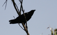 Corvus tasmanicus