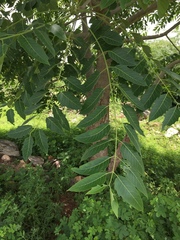 Ailanthus excelsa