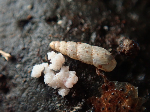 Streptostele musaecola observed 2025-04-20
