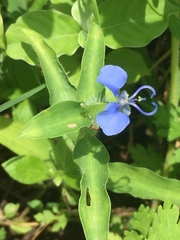 Commelina forskaolii