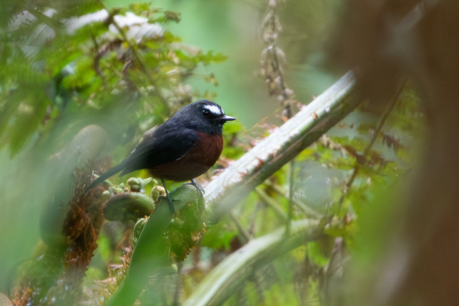 Slaty-backed Chat-Tyrant (Ochthoeca cinnamomeiventris), photo 7
