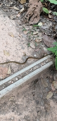 Xenochrophis maculatus