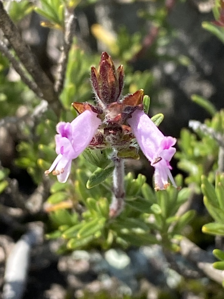 Syncolostemon attwoodii
