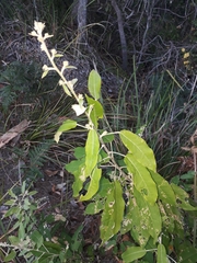 Astrotricha latifolia
