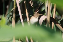 Acrocephalus scirpaceus
