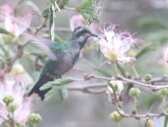 Chlorostilbon assimilis