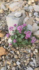 Adenostyles leucophylla