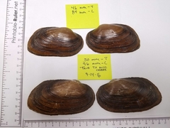 Uniomerus tetralasmus