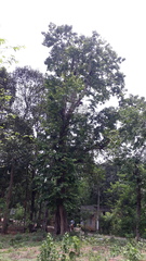 Terminalia paniculata