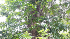 Terminalia paniculata