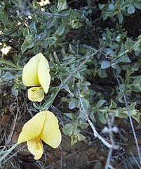 Lotononis dissitinodis