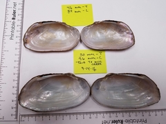 Uniomerus tetralasmus