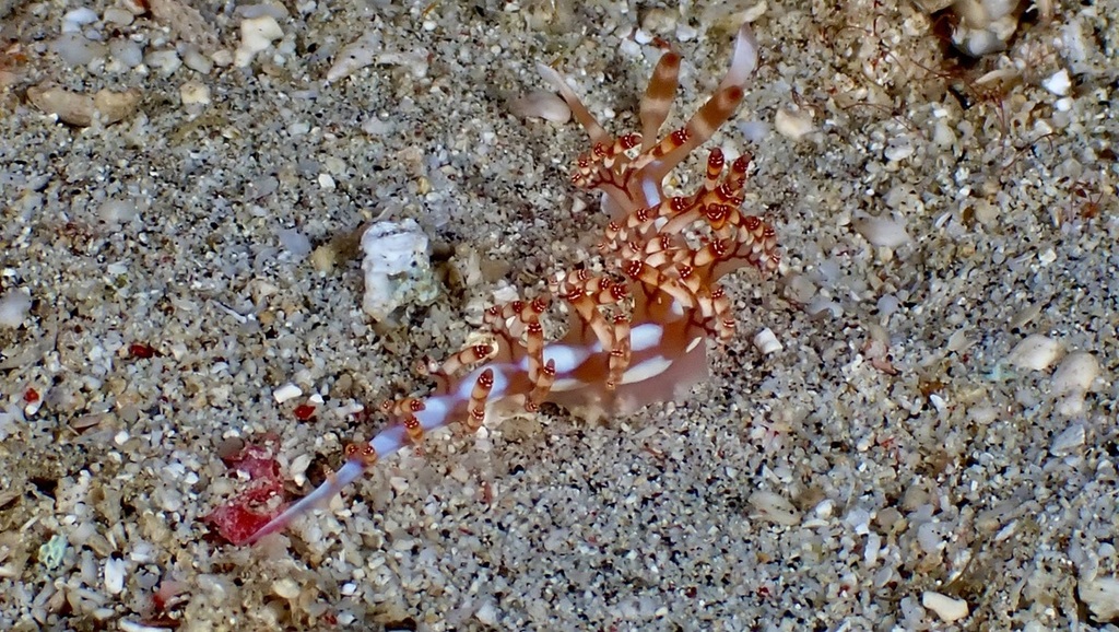 Red-ringed Bluntnose