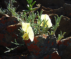 Lotononis dissitinodis