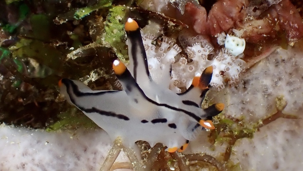 Thecacera picta