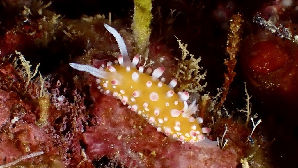 Sunburst Ray Dorid