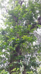 Terminalia paniculata