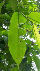 Terminalia paniculata