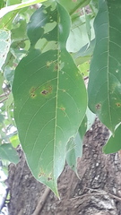 Terminalia paniculata