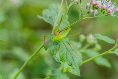 Leptophyes laticauda