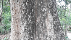 Terminalia paniculata