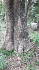 Terminalia paniculata