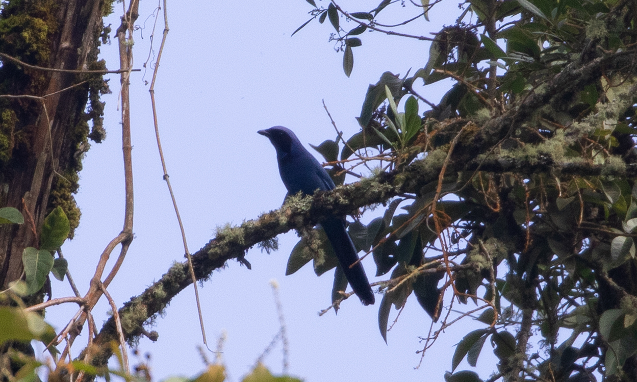 Black-collared Jay (Cyanolyca armillata), photo 6