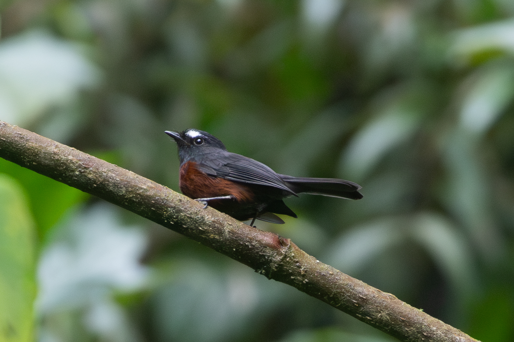 Slaty-backed Chat-Tyrant (Ochthoeca cinnamomeiventris), photo 6