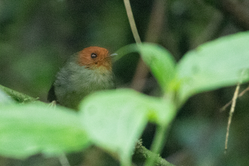 Rufous-headed Pygmy Tyrant (Pseudotriccus ruficeps)