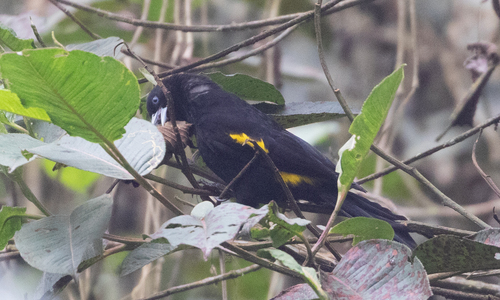 Mountain Cacique (Cacicus chrysonotus), photo 2
