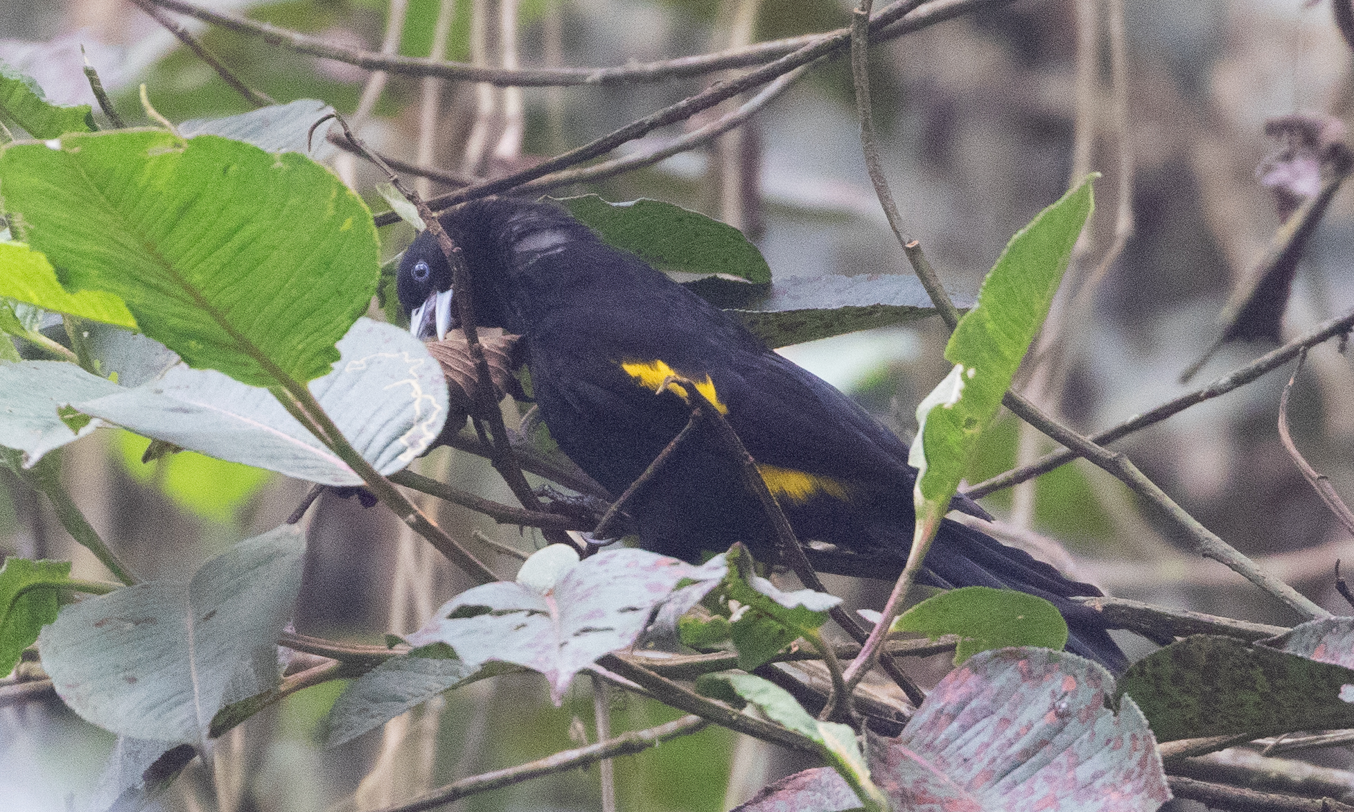 Mountain Cacique (Cacicus chrysonotus), photo 2