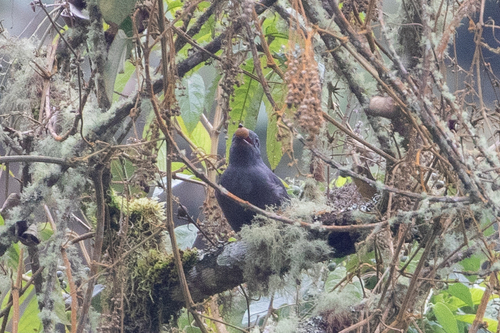 Dusky Piha (Lipaugus fuscocinereus)