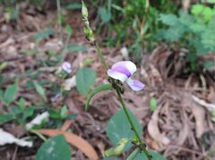 Neustanthus phaseoloides