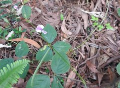 Neustanthus phaseoloides