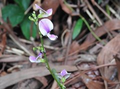 Neustanthus phaseoloides