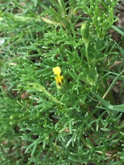 Glossocardia bosvallia