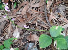 Neustanthus phaseoloides