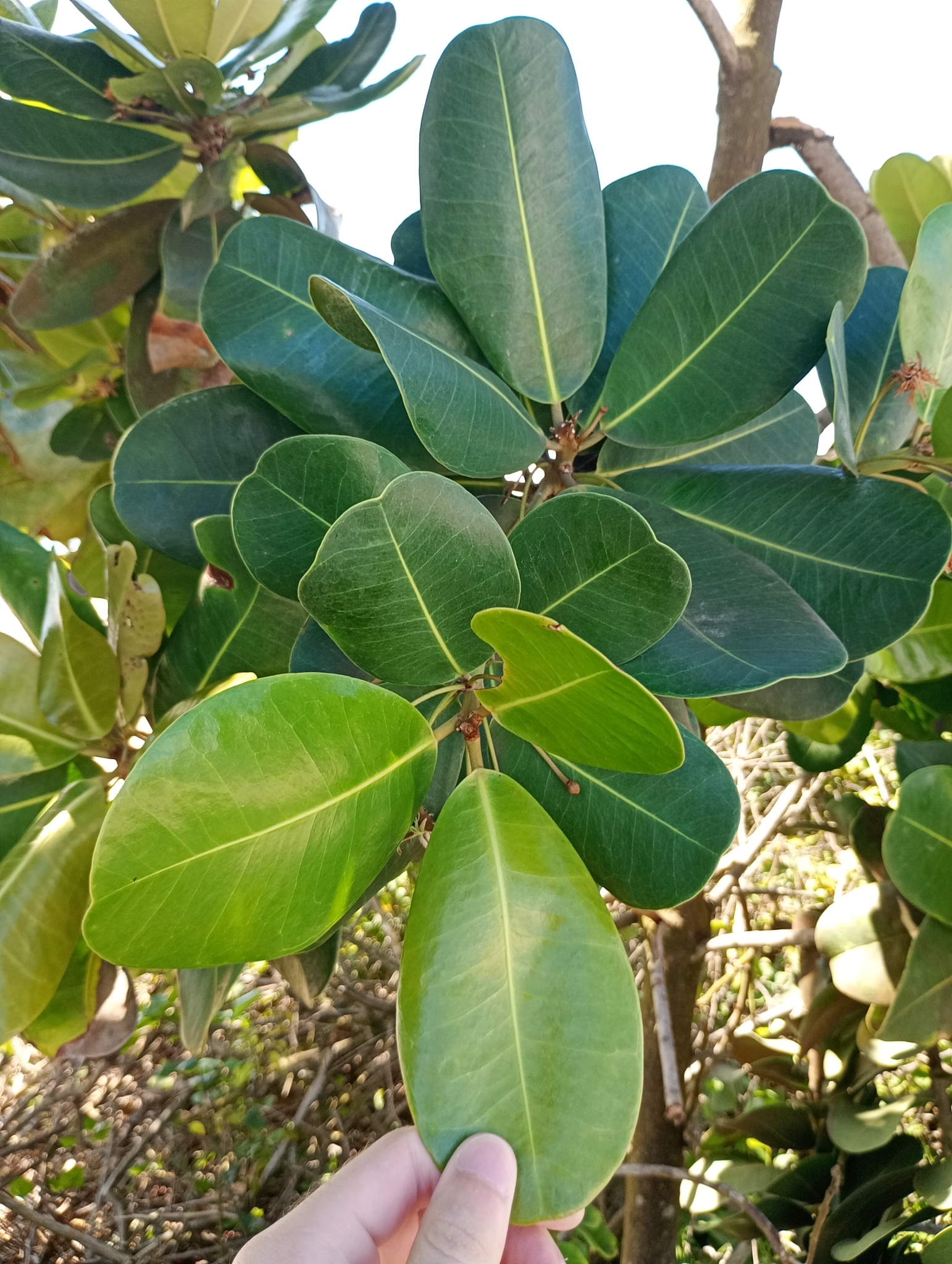 Imagem de Abricó-de-praia