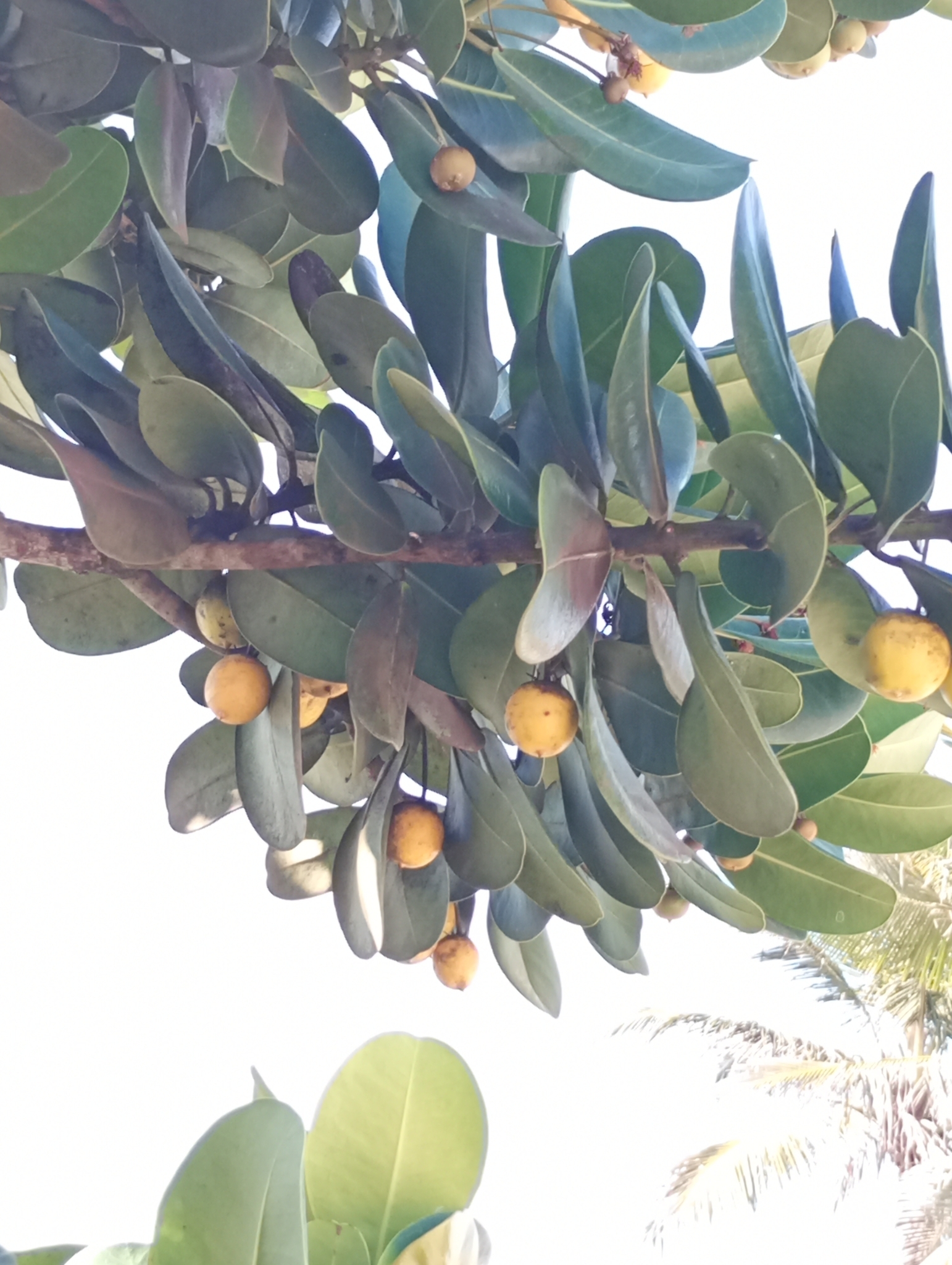 Imagem de Abricó-de-praia