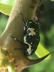 Protaetia aurichalcea