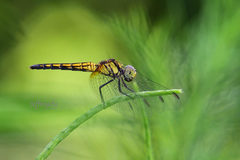 Indothemis carnatica