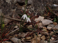 Acis nicaeensis, photograph (c) Fabien Piednoir, some rights reserved (CC BY-SA)
