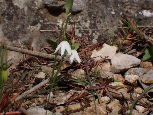 Acis nicaeensis, photograph 6
