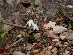 Acis nicaeensis, photograph (c) Fabien Piednoir, some rights reserved (CC BY-SA)