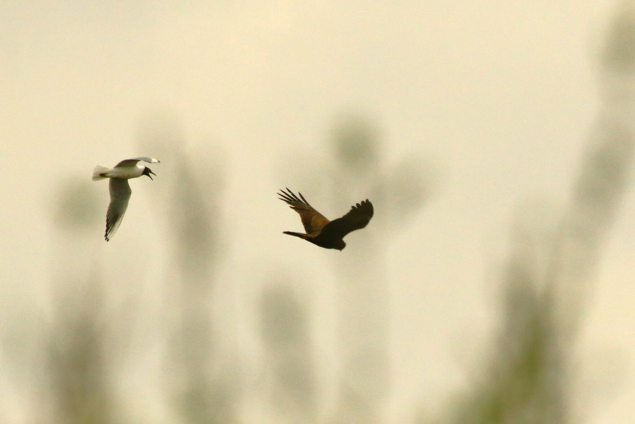 Western Marsh Harrier